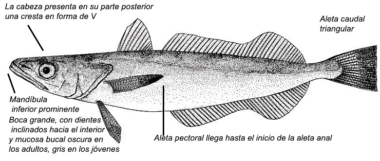 Merluccius merluccius_01.jpg